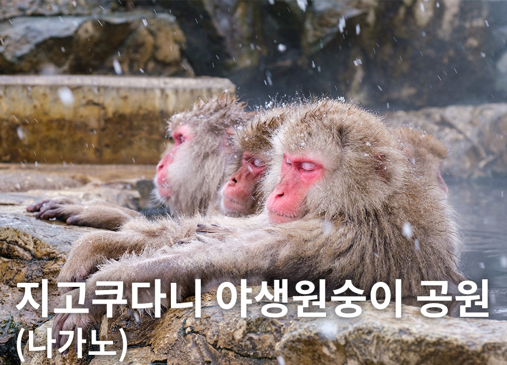 지고쿠다니 야생원숭이 공원(나가노)